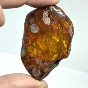 Rav med insekt inklusion