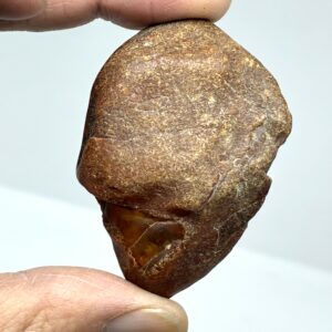 Rav med insekt inklusion