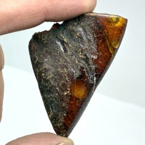 Rav med insekt inklusion