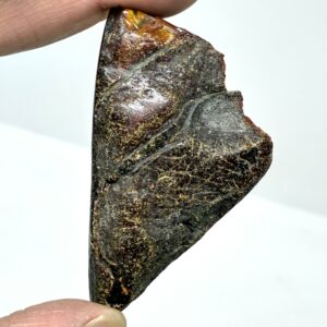 Rav med insekt inklusion