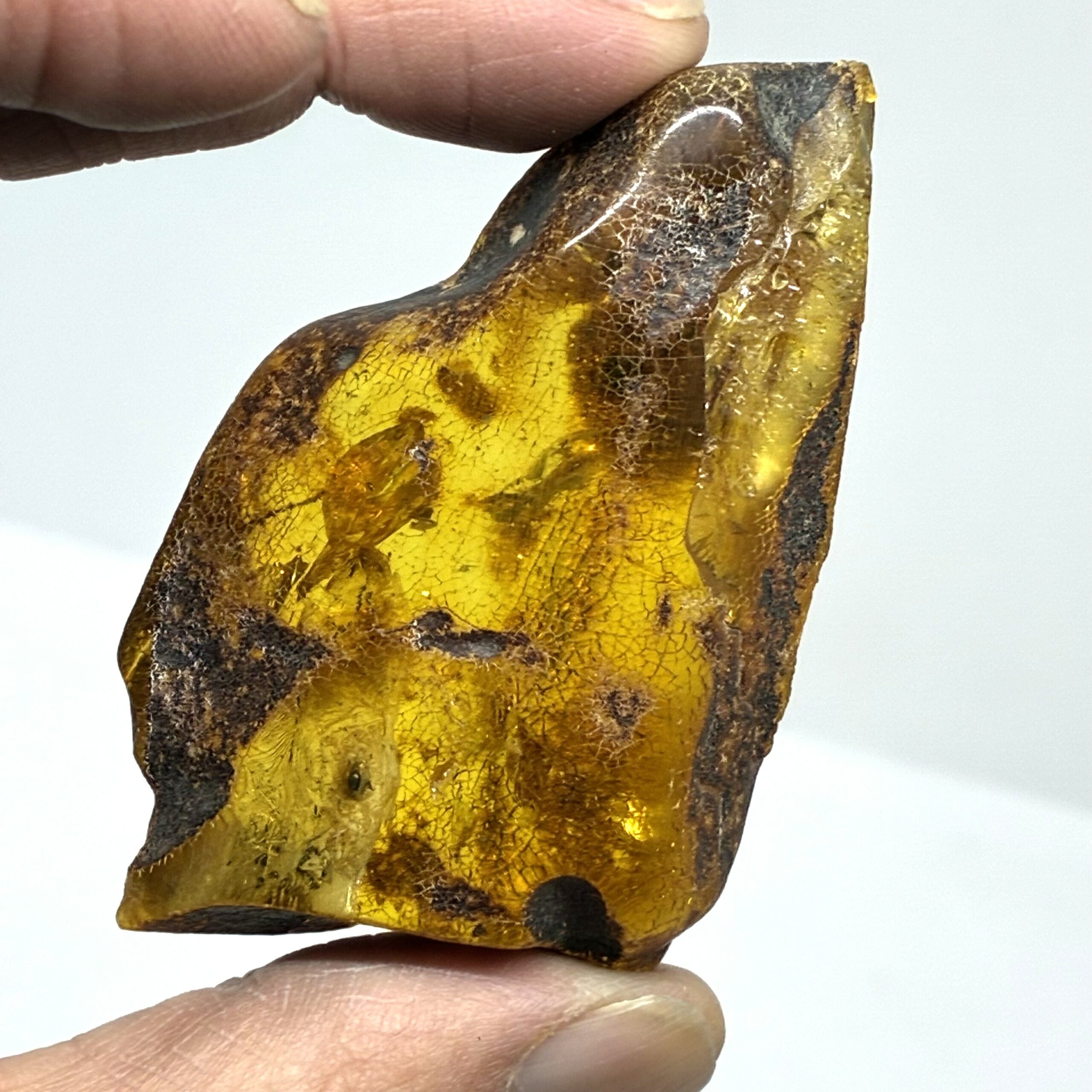 Rav med insekt inklusion