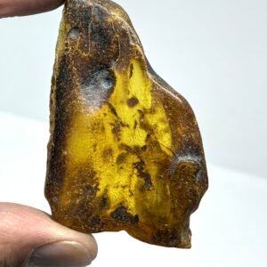 Rav med insekt inklusion