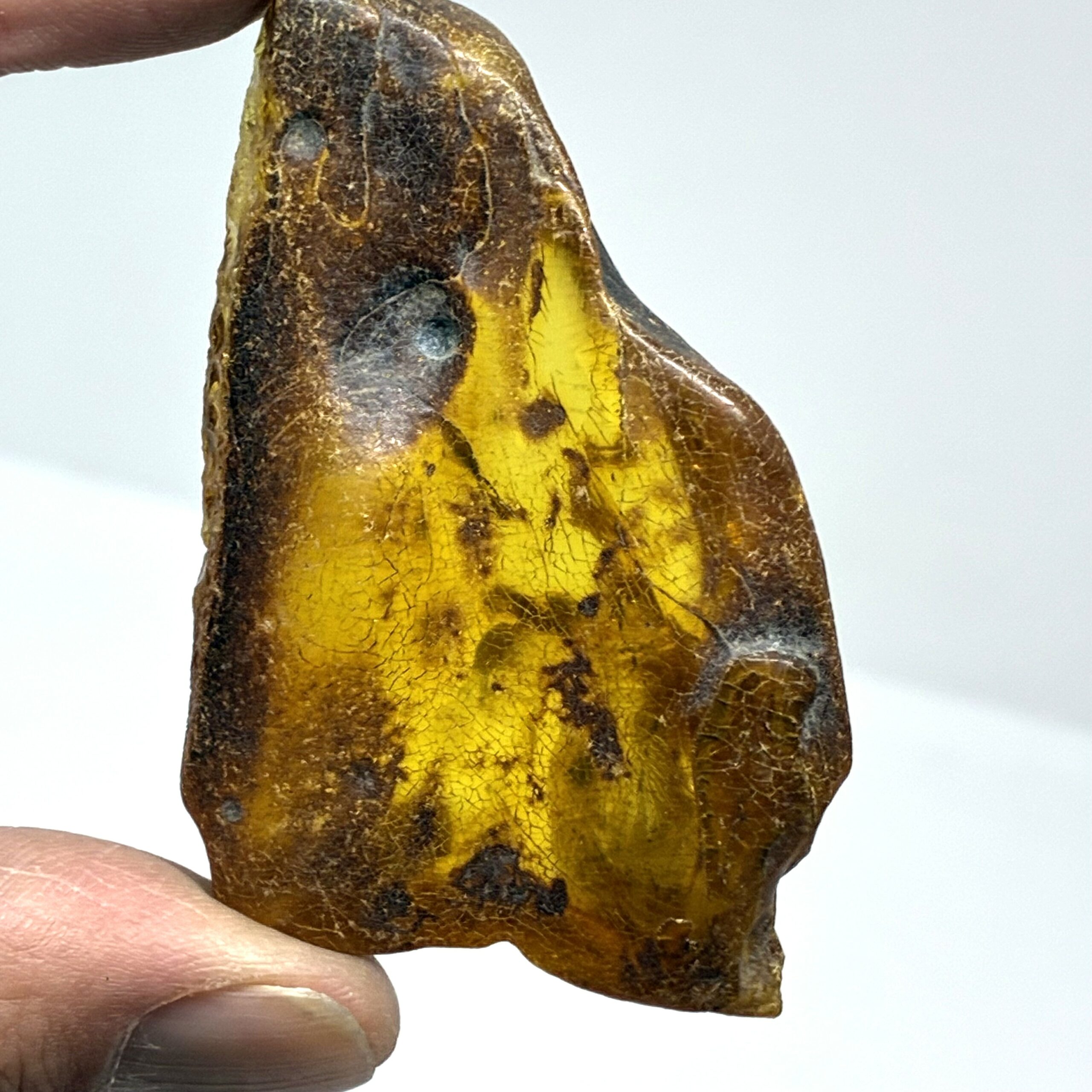 Rav med insekt inklusion