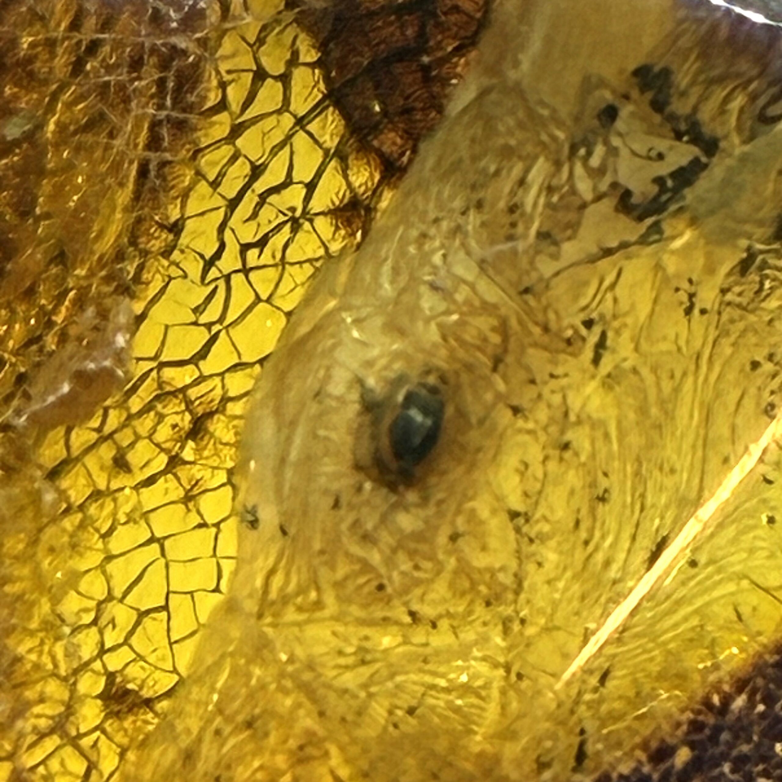 Rav med insekt inklusion