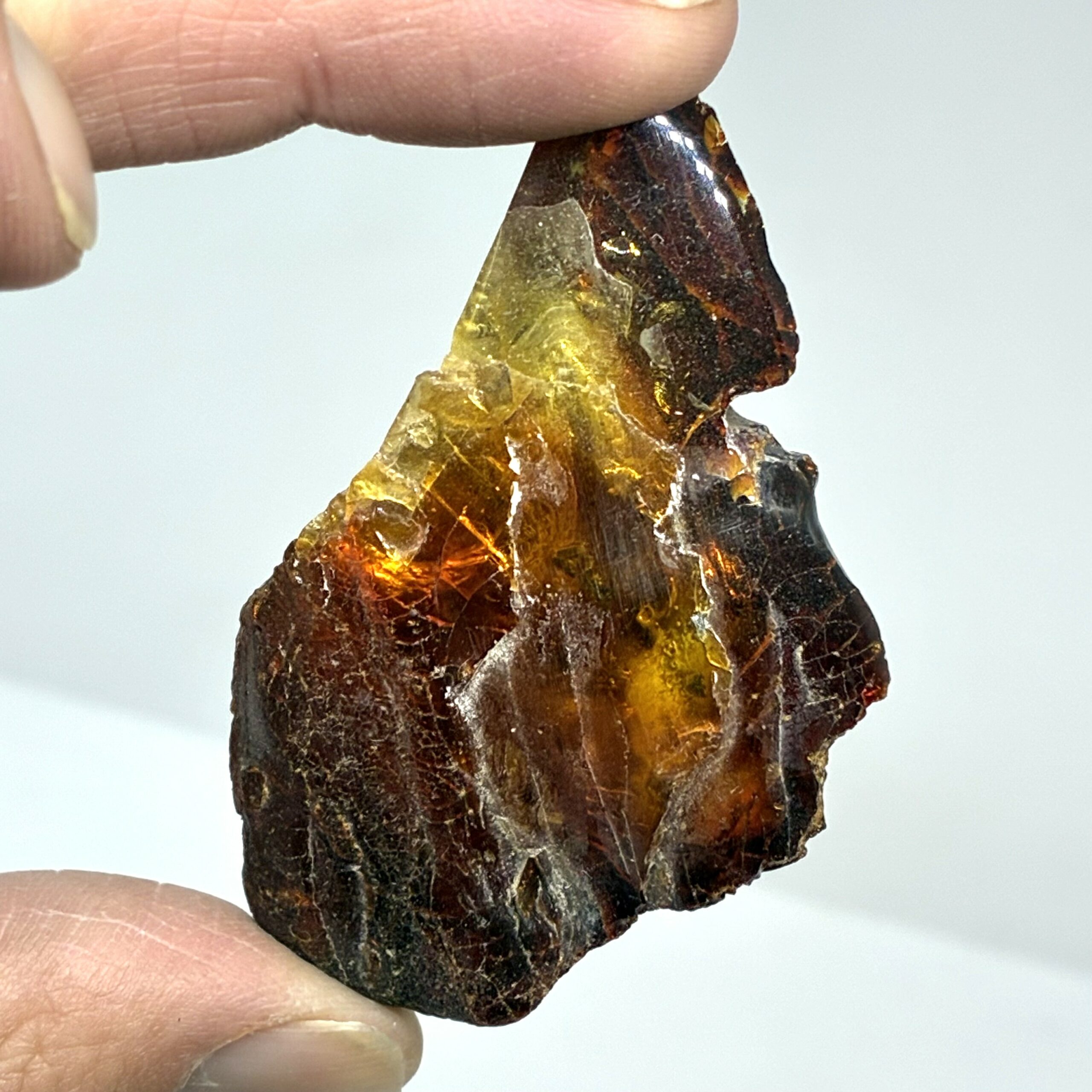 Rav med insekt inklusion