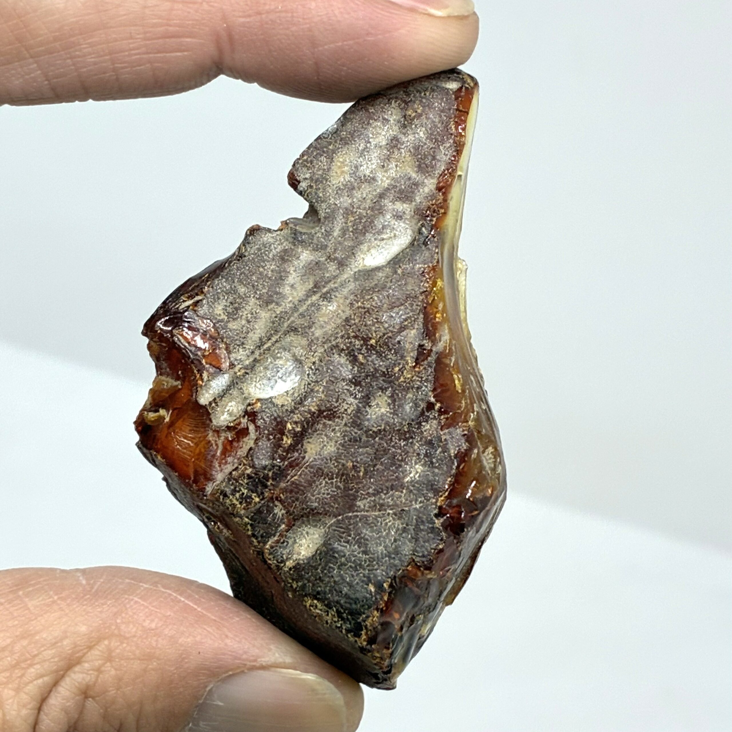 Rav med insekt inklusion