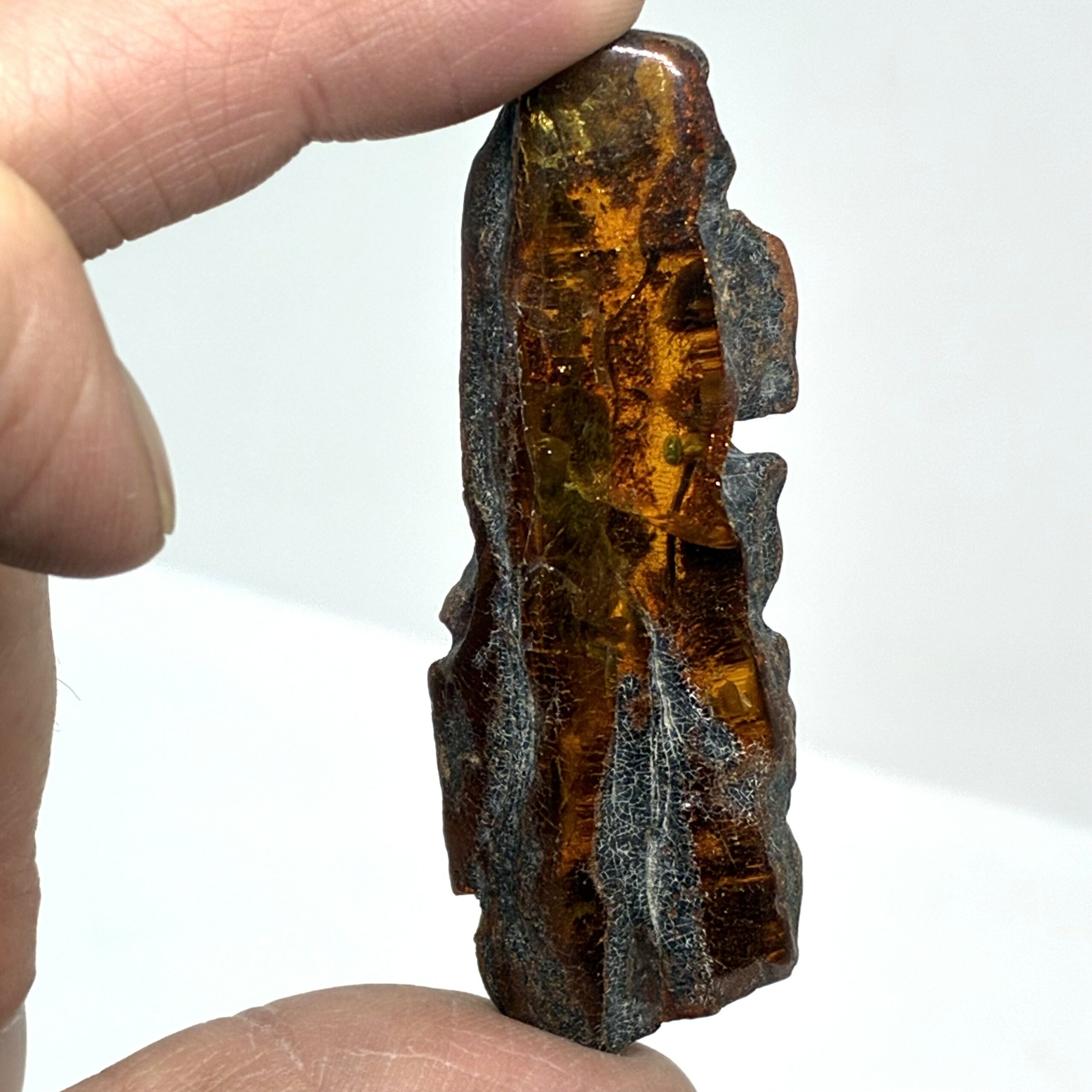 Rav med insekt inklusion