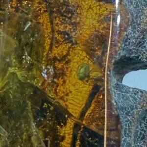 Rav med insekt inklusion