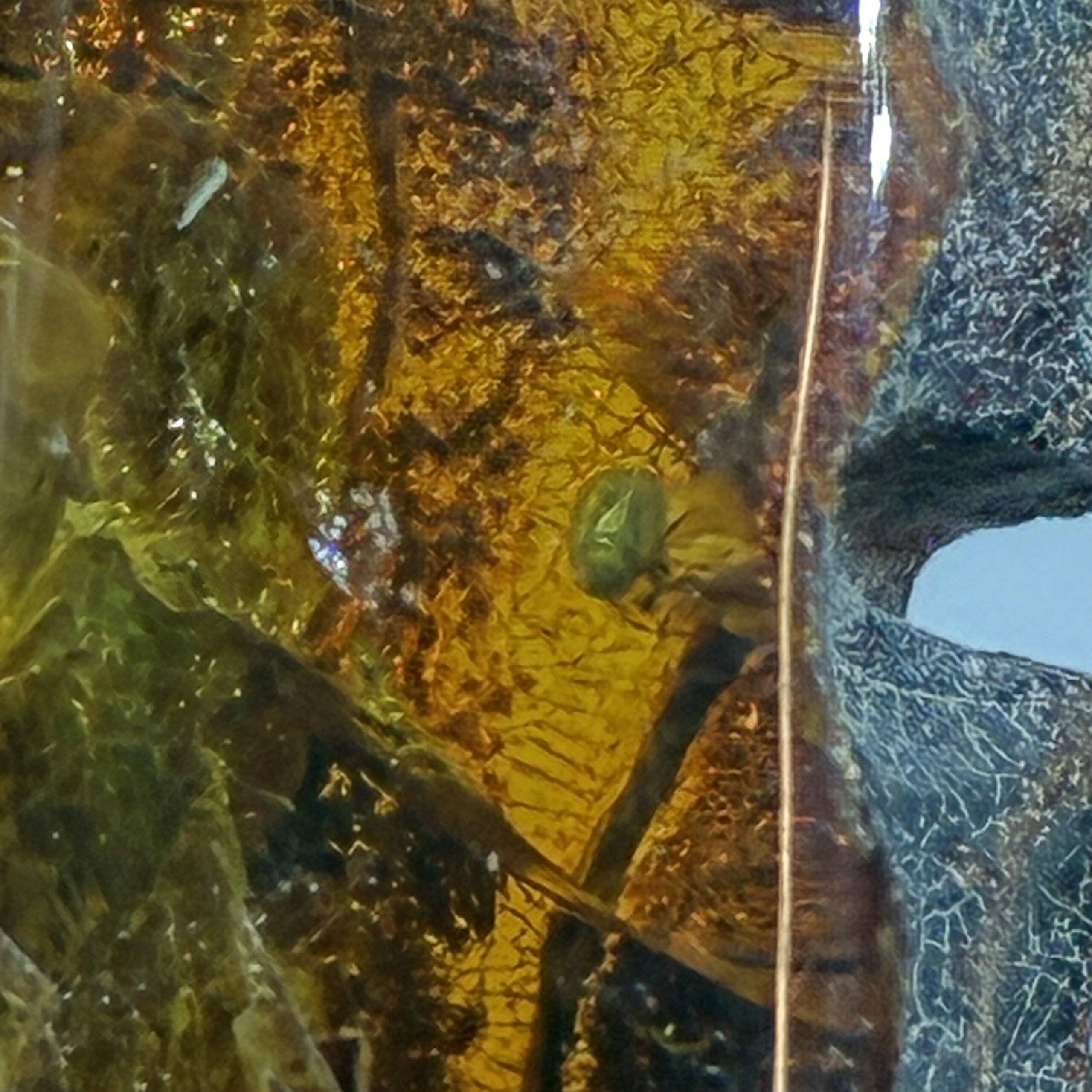 Rav med insekt inklusion