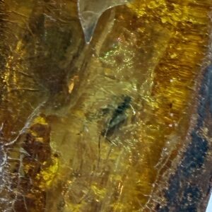 Rav med insekt inklusion