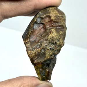 Rav med insekt inklusion