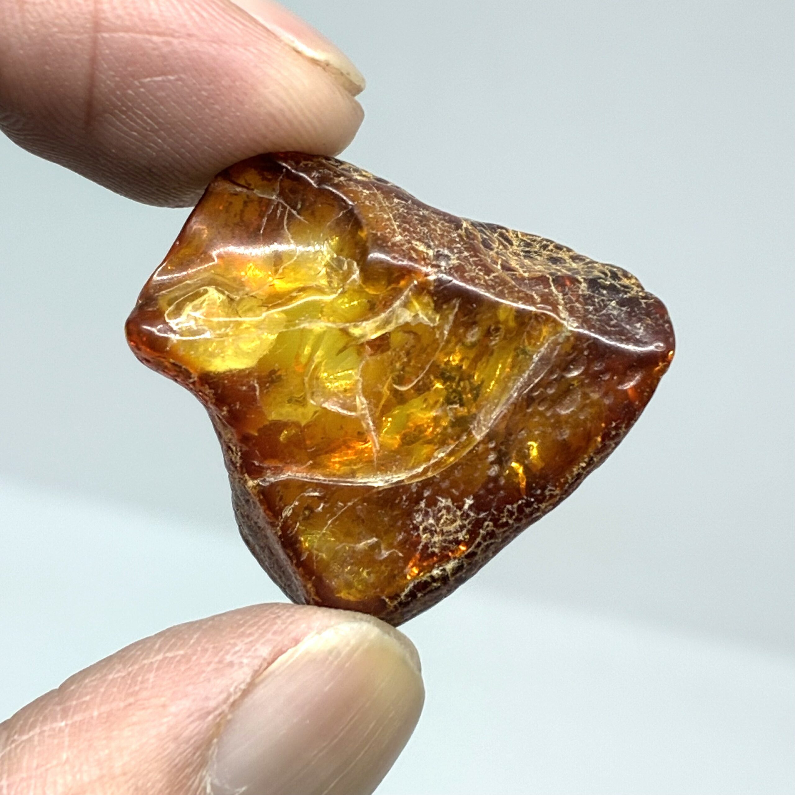 Rav med insekt inklusion