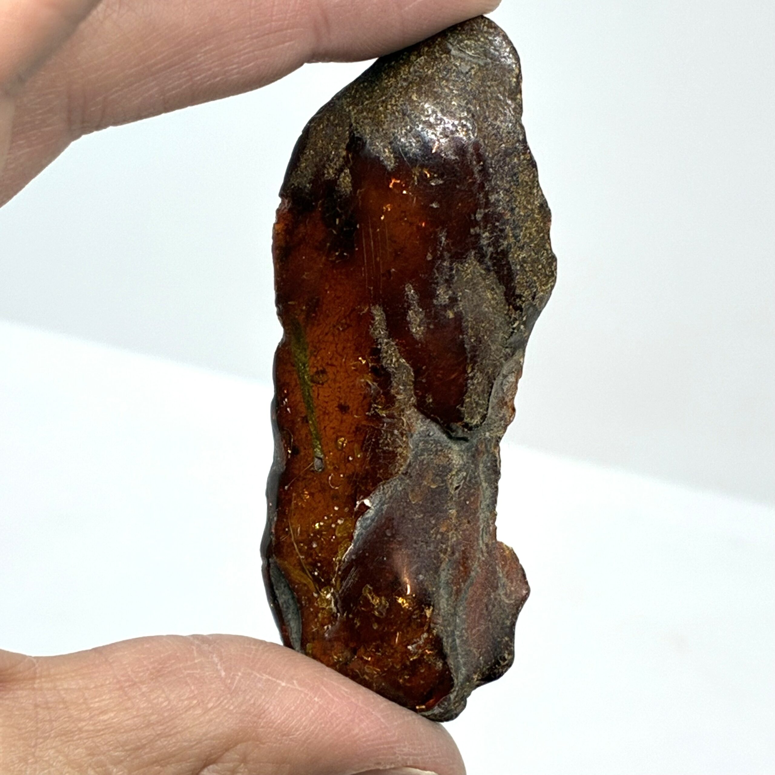 Rav med insekt inklusion