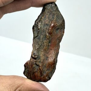 Rav med insekt inklusion