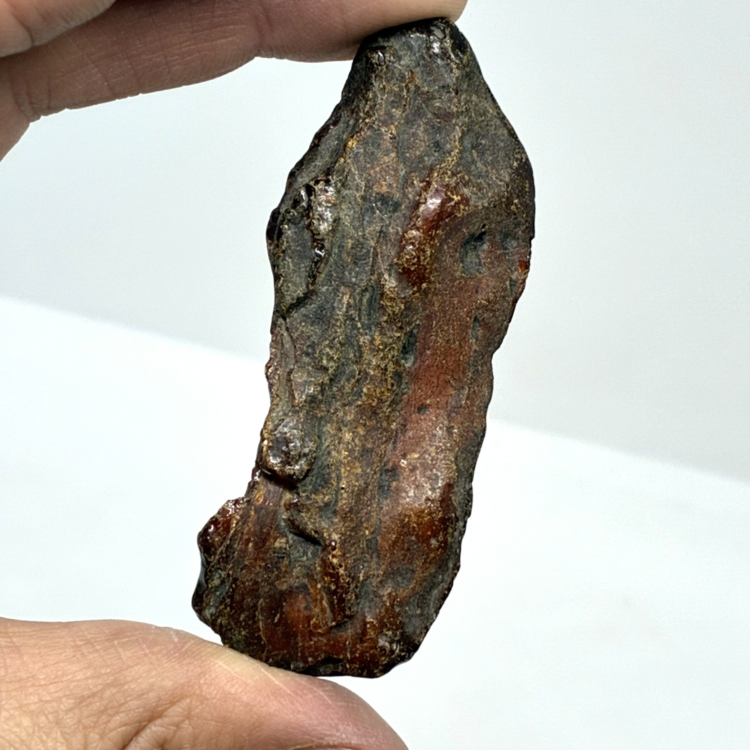 Rav med insekt inklusion