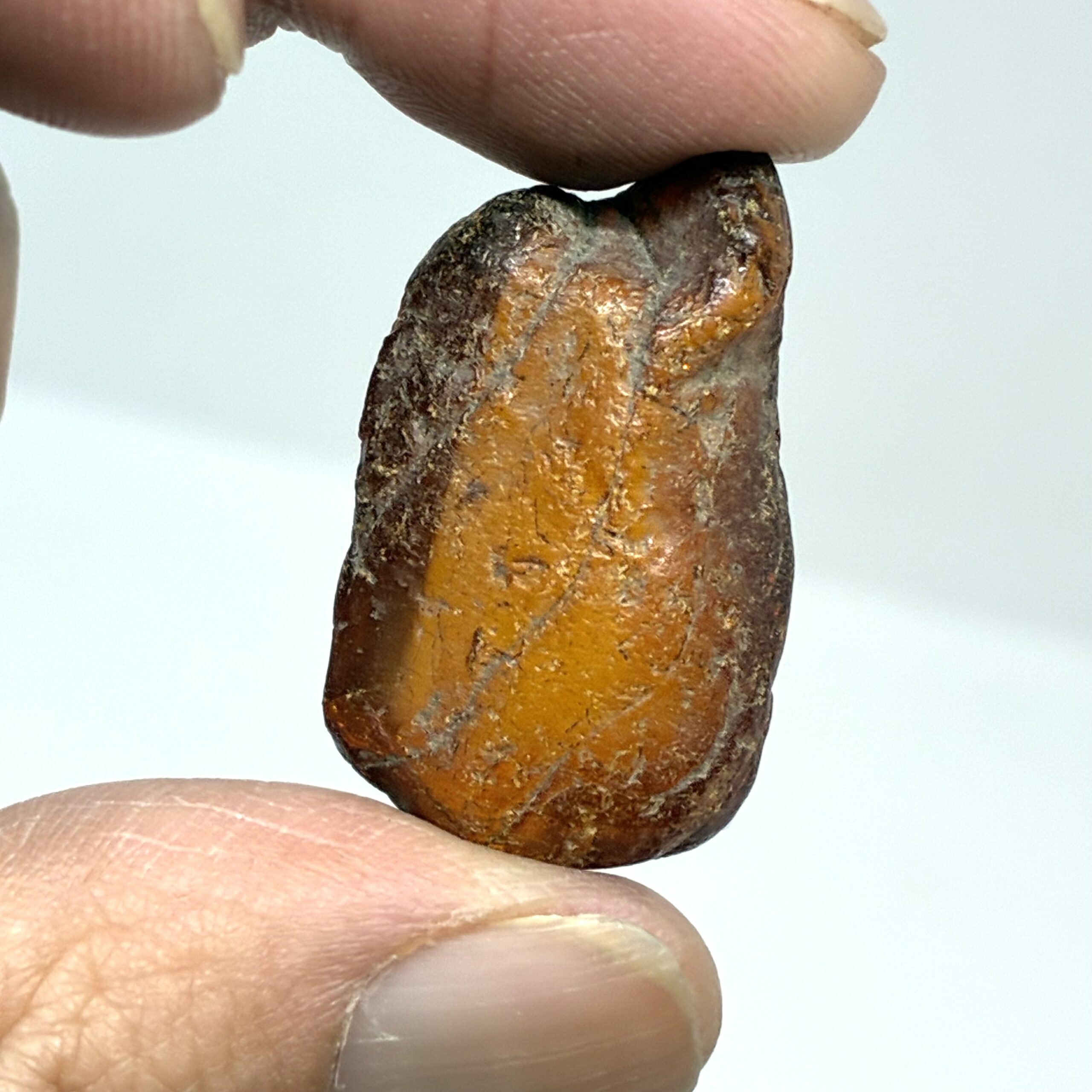 Rav med insekt inklusion