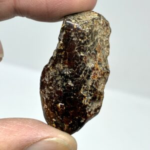 Rav med insekt inklusion