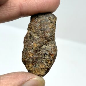 Rav med insekt inklusion