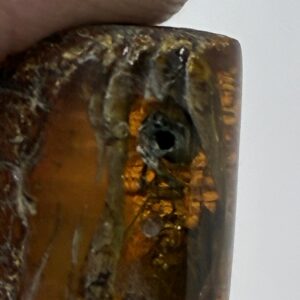 Rav med insekt inklusion