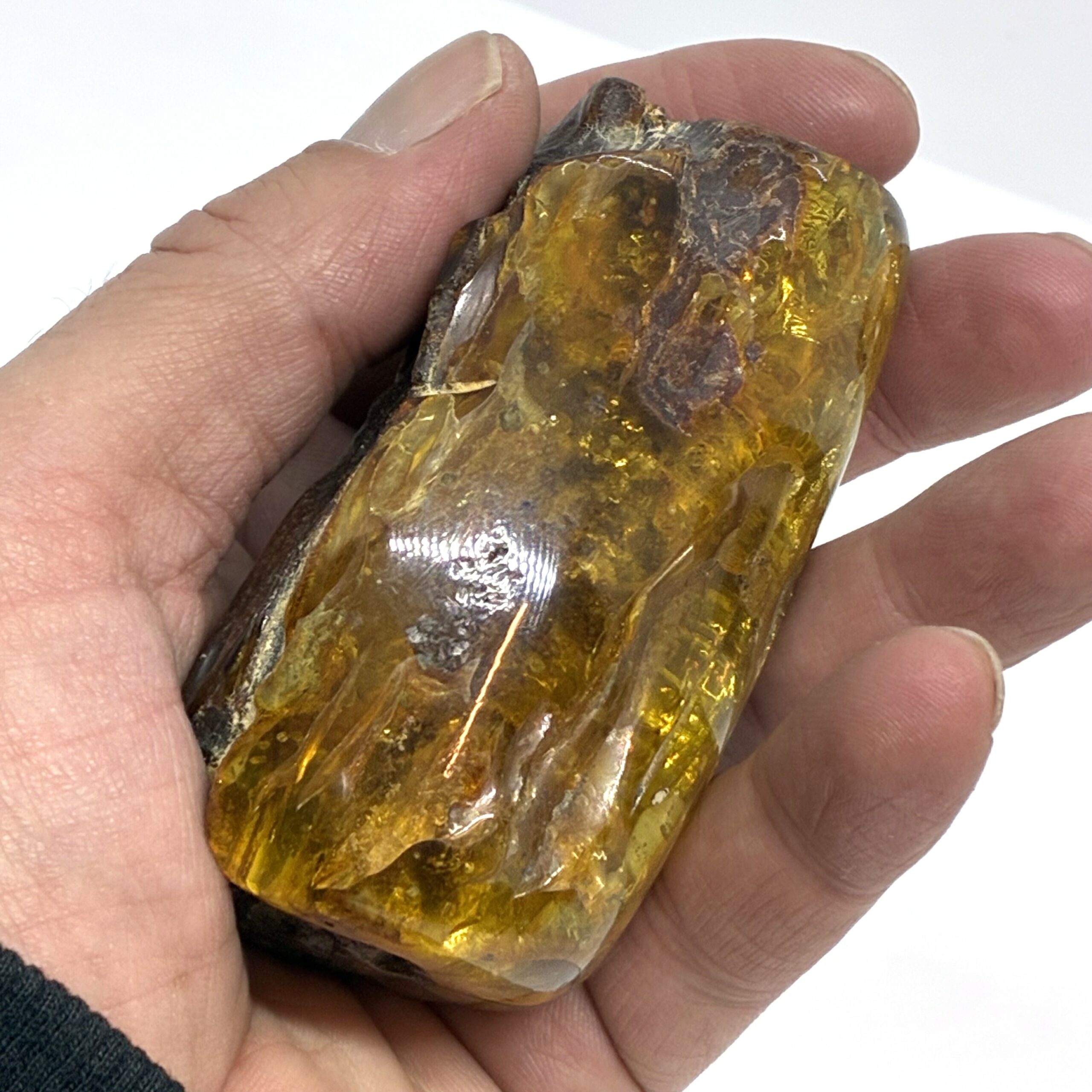 Rav med insekt inklusion