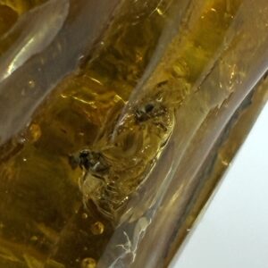 Rav med insekt inklusion