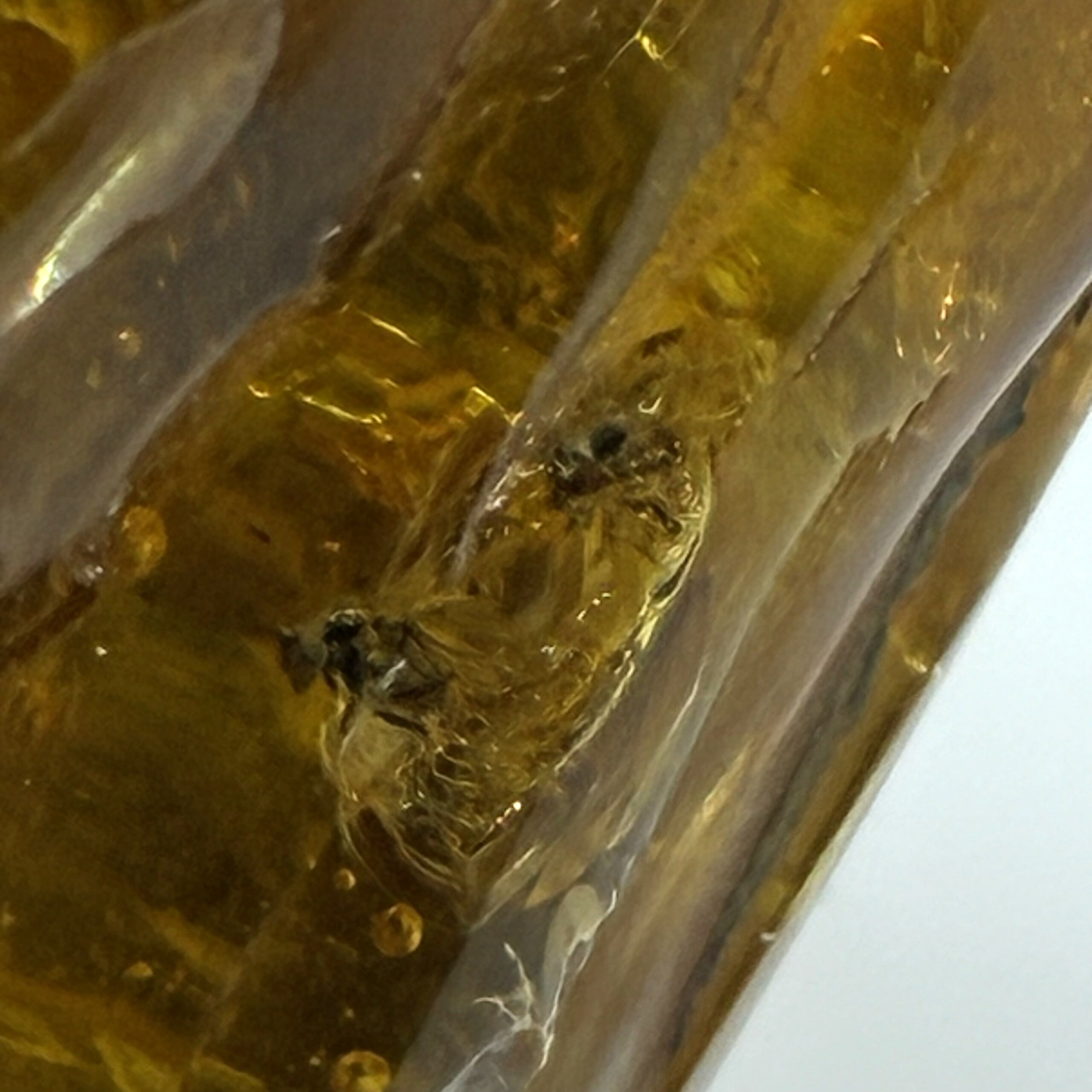 Rav med insekt inklusion