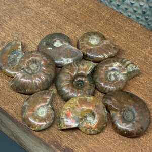 Opaliseret Ammonit Mørk