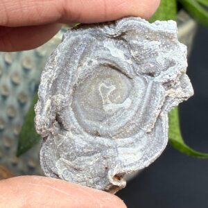 Chalcedon Rose