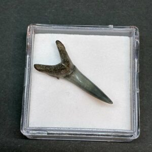 Hajtand Forstenet Fossil Fra Nordsøen