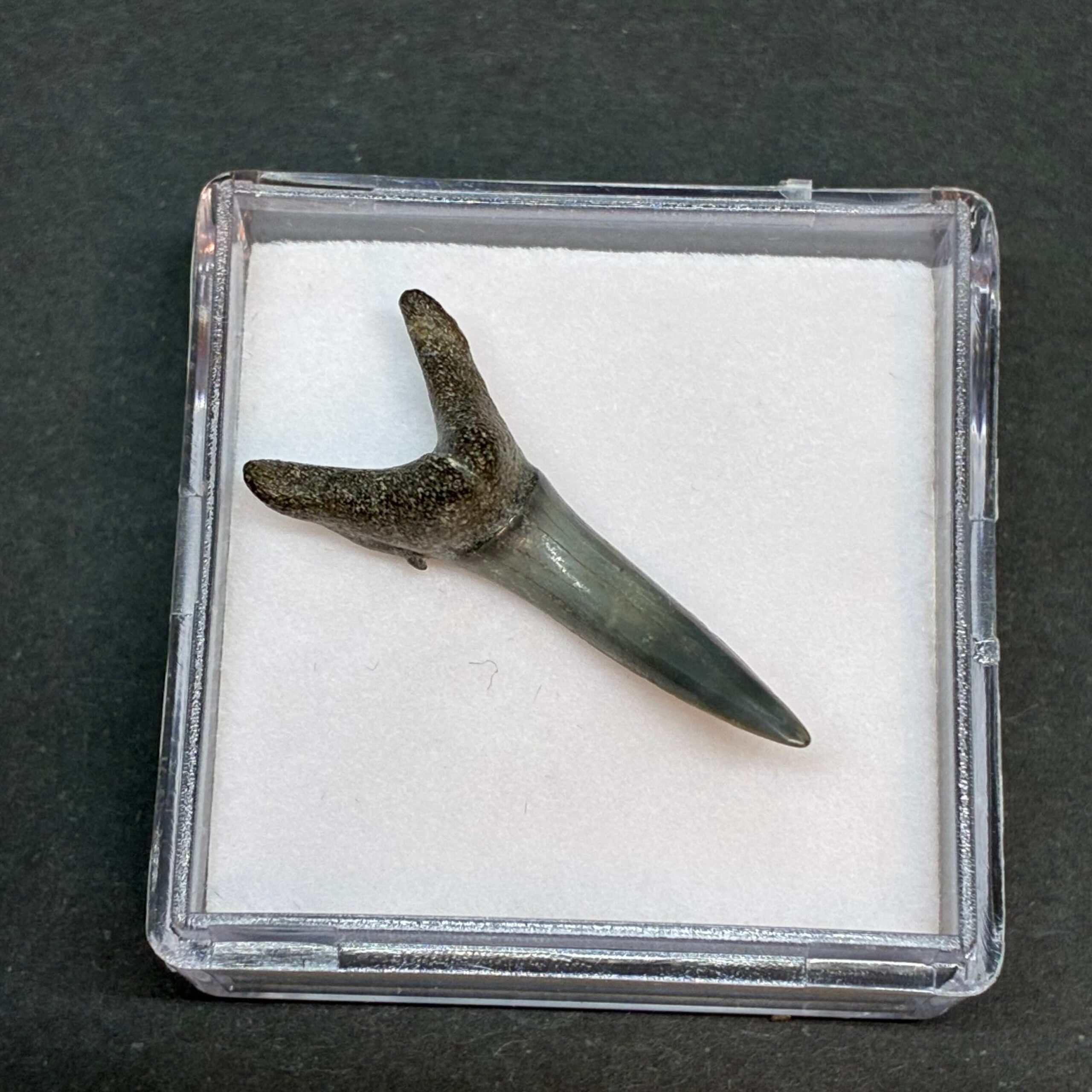 Hajtand Forstenet Fossil Fra Nordsøen