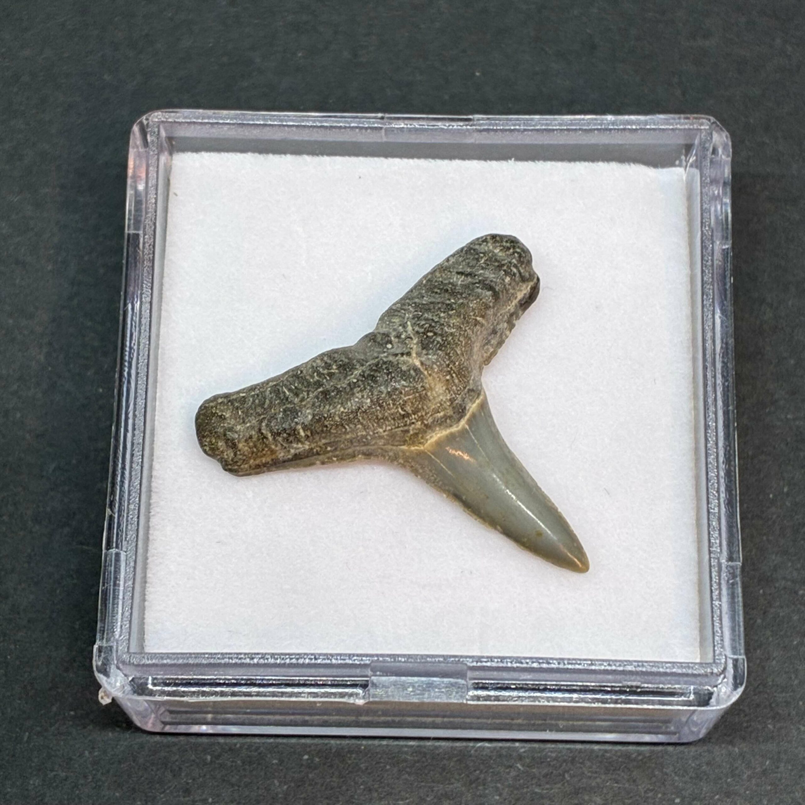 Hajtand Forstenet Fossil Fra Nordsøen