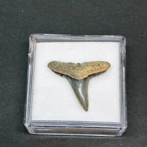 Hajtand Forstenet Fossil Fra Nordsøen