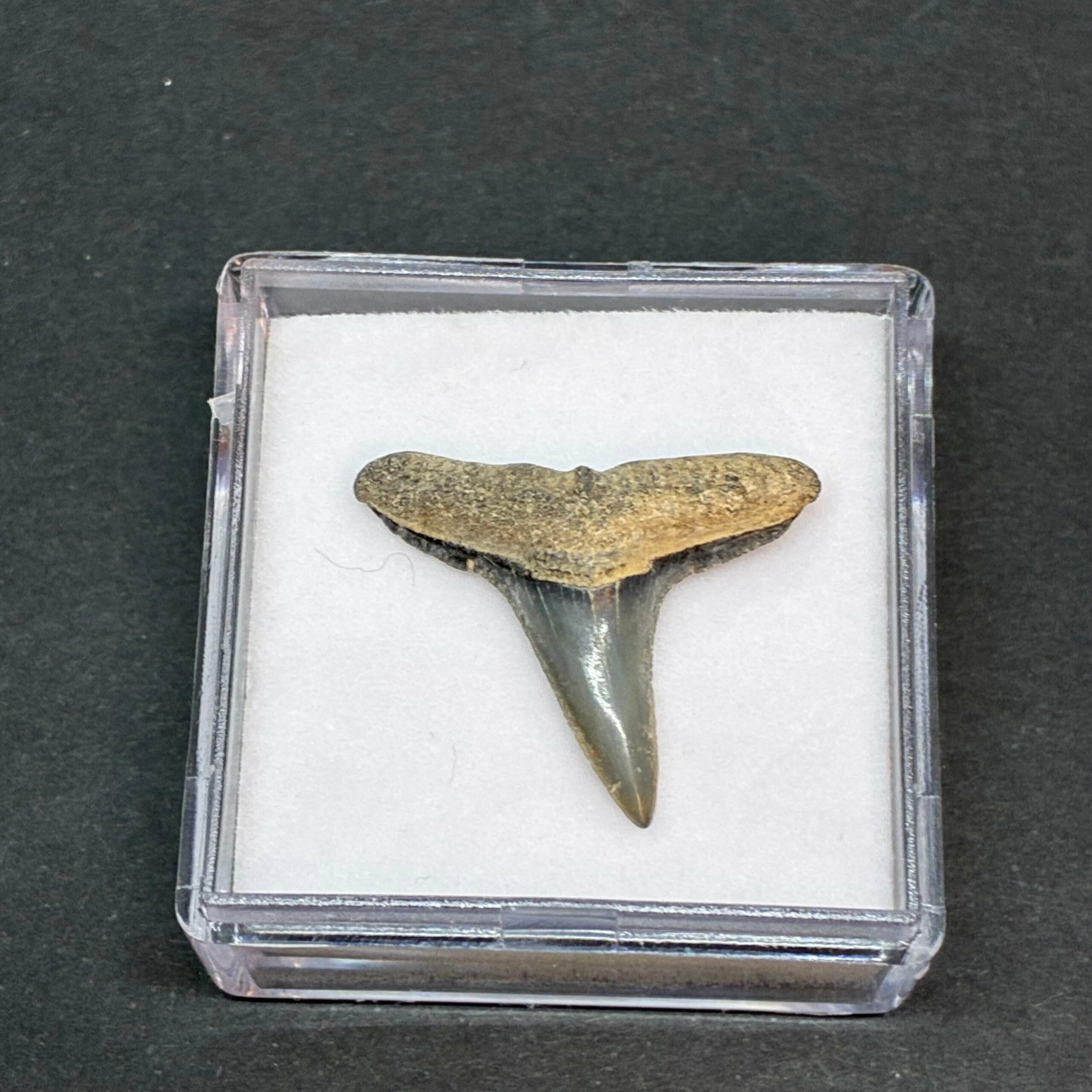 Hajtand Forstenet Fossil Fra Nordsøen