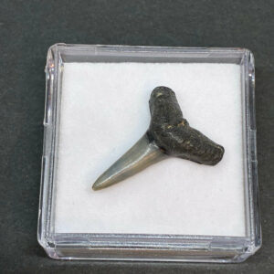 Hajtand Forstenet Fossil Fra Nordsøen