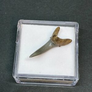 Hajtand Forstenet Fossil Fra Nordsøen