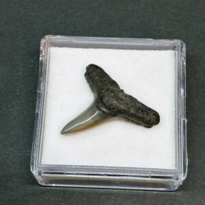 Hajtand Forstenet Fossil Fra Nordsøen