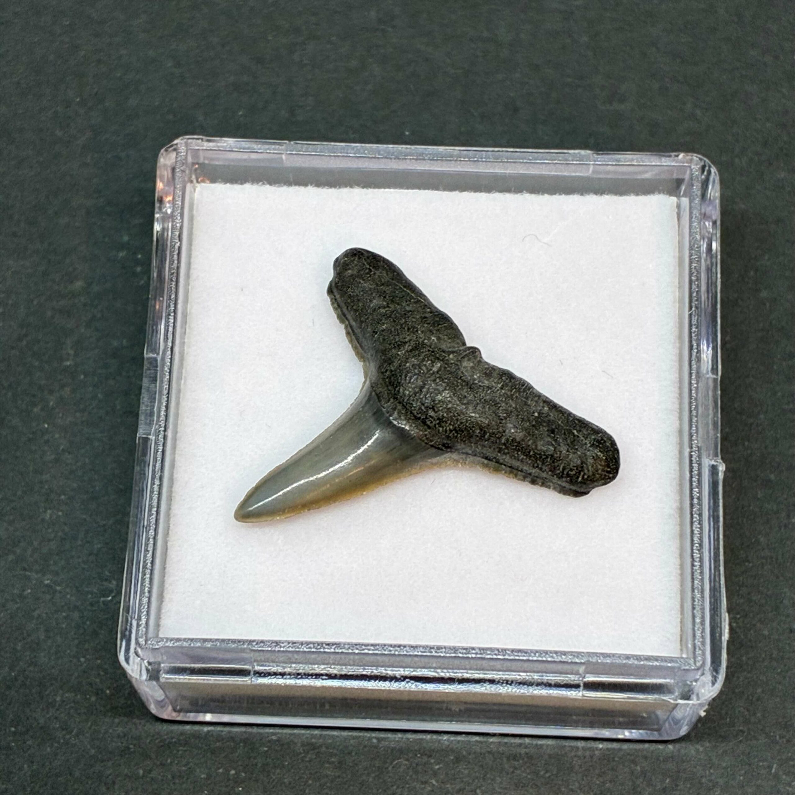 Hajtand Forstenet Fossil Fra Nordsøen