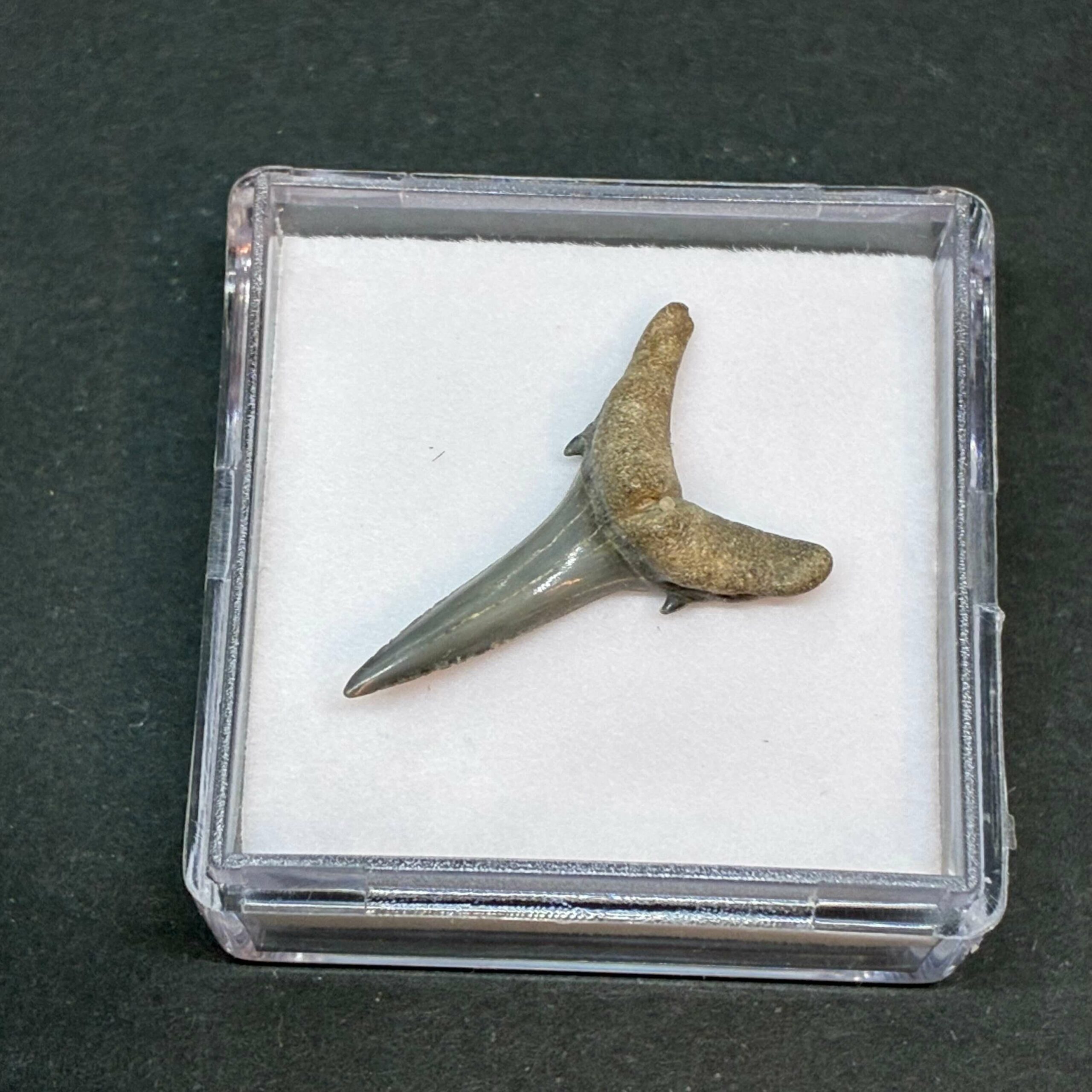 Hajtand Forstenet Fossil Fra Nordsøen