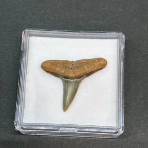 Hajtand Forstenet Fossil Fra Nordsøen