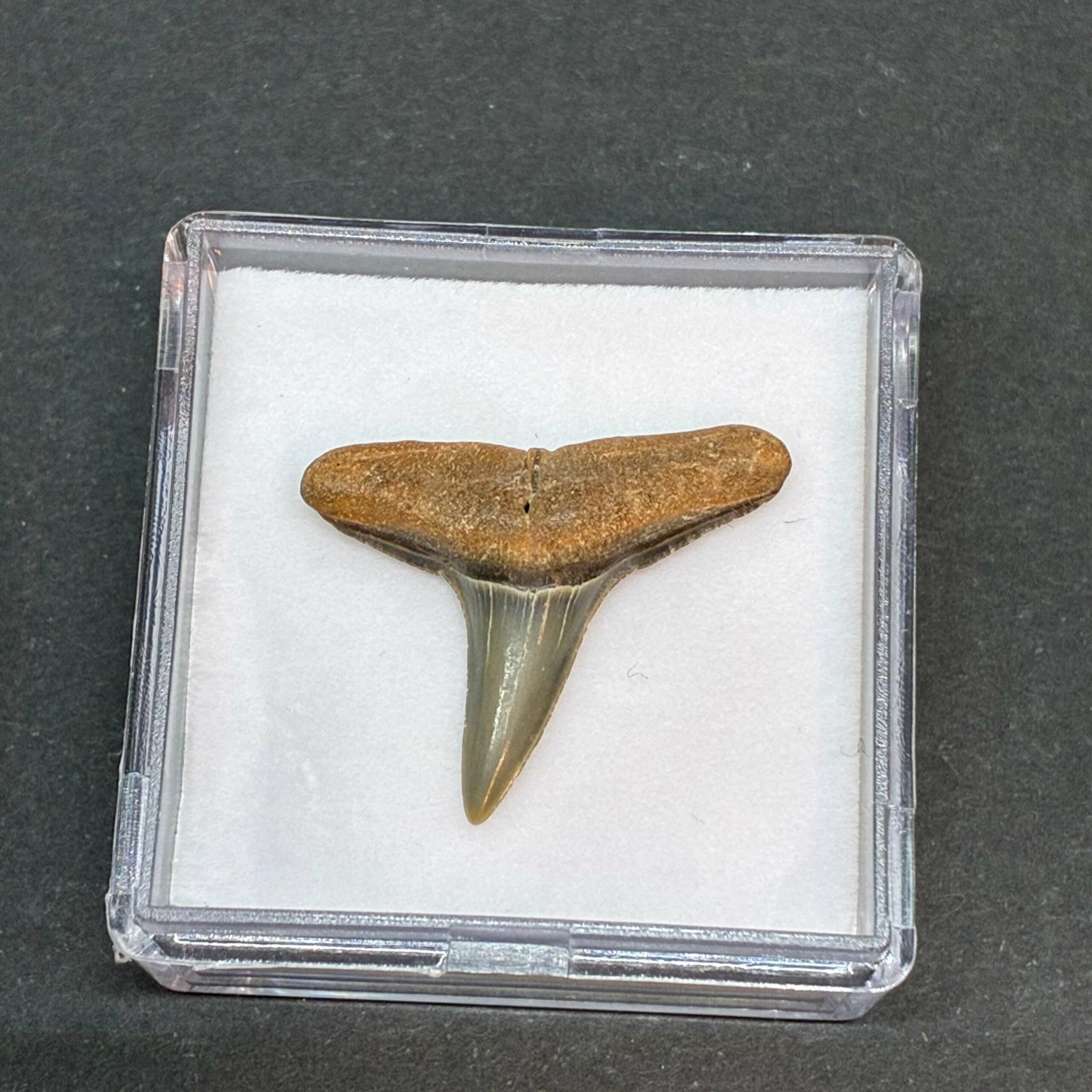 Hajtand Forstenet Fossil Fra Nordsøen