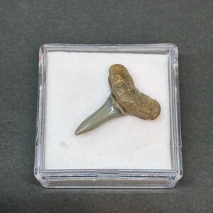 Hajtand Forstenet Fossil Fra Nordsøen