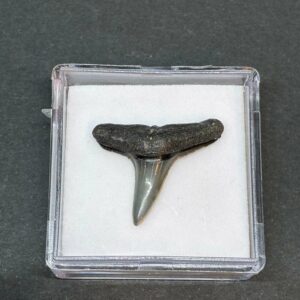 Hajtand Forstenet Fossil Fra Nordsøen