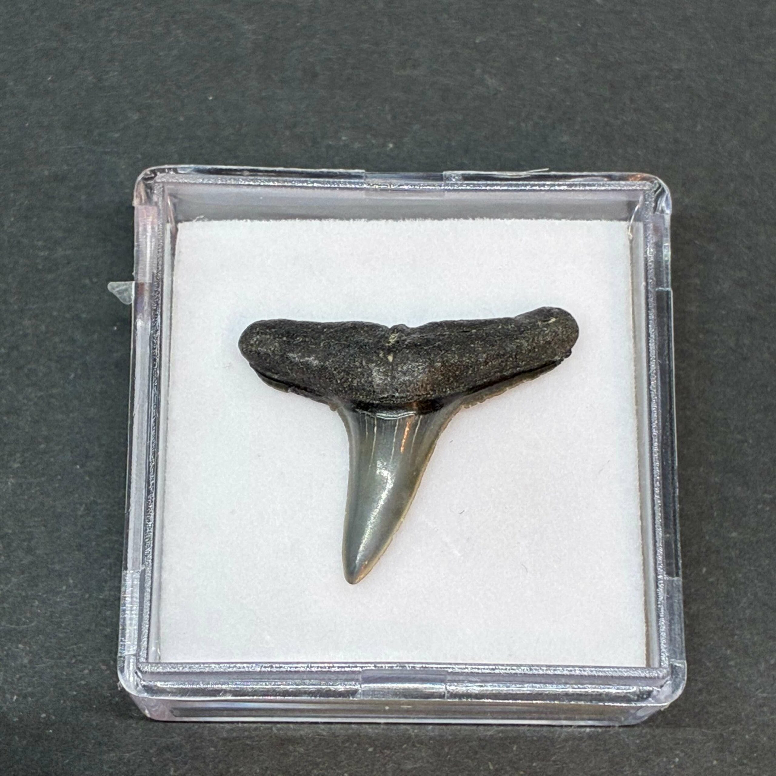 Hajtand Forstenet Fossil Fra Nordsøen