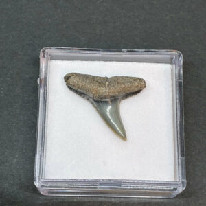 Hajtand Forstenet Fossil Fra Nordsøen