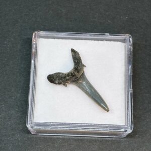 Hajtand Forstenet Fossil Fra Nordsøen