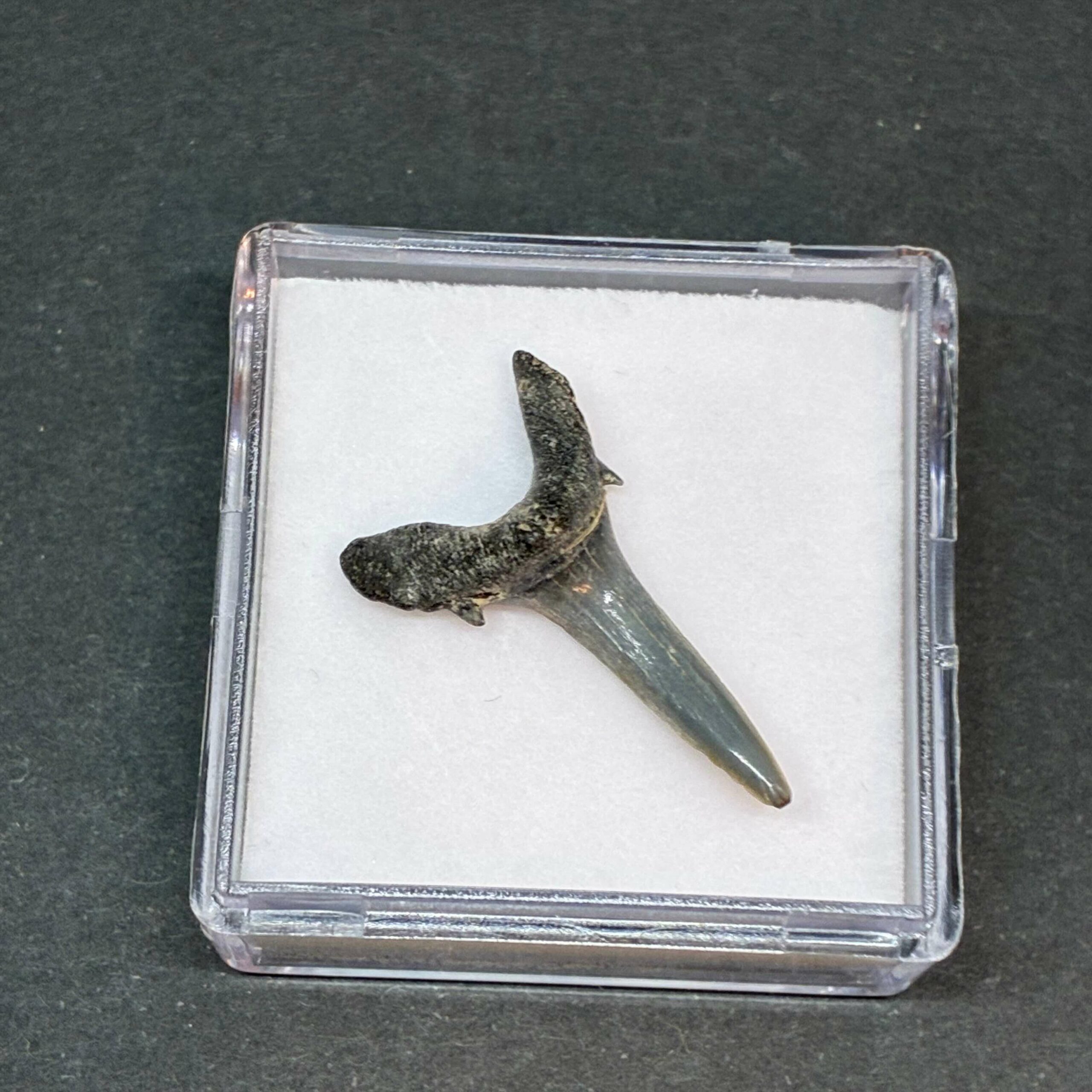 Hajtand Forstenet Fossil Fra Nordsøen