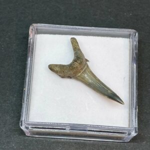 Hajtand Forstenet Fossil Fra Nordsøen