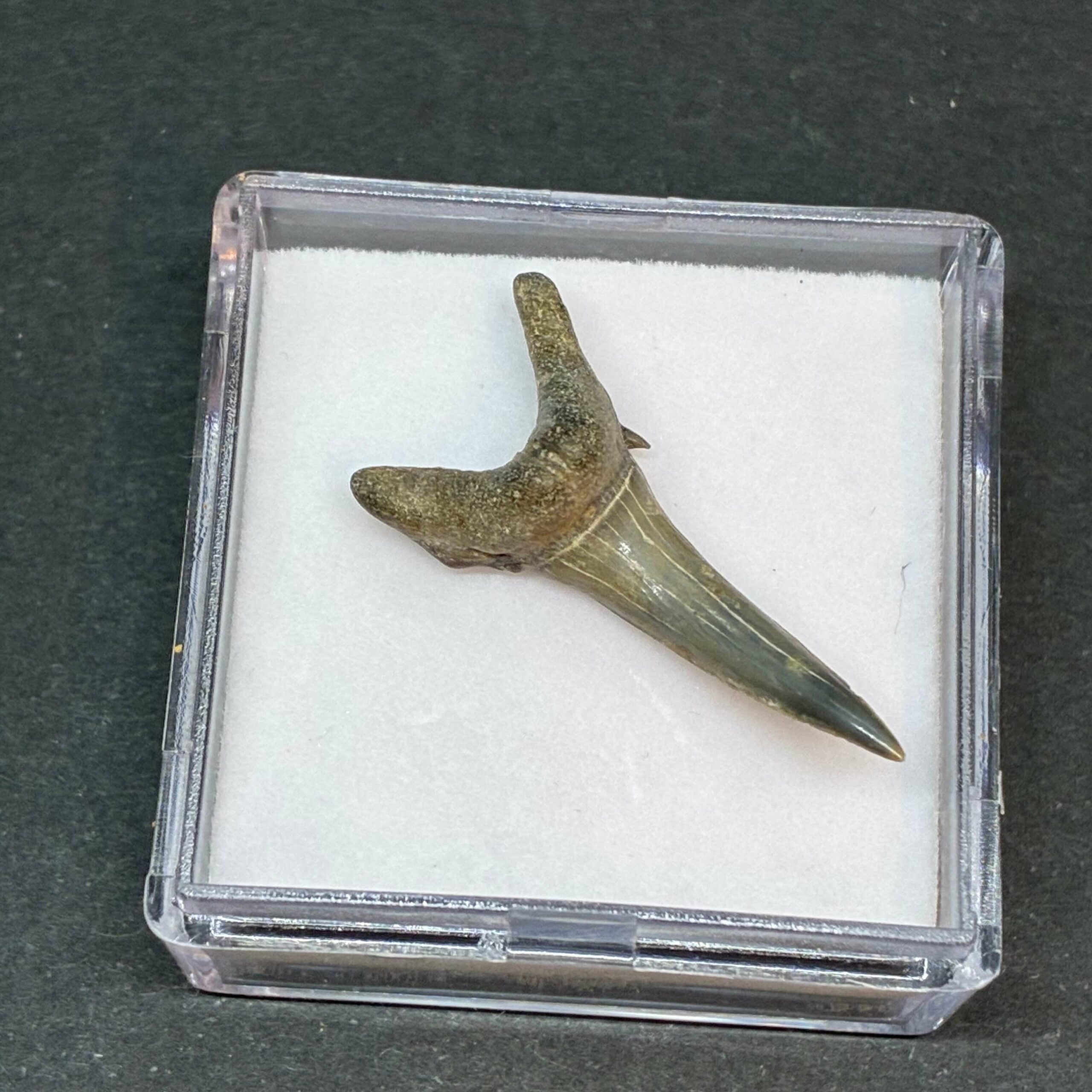 Hajtand Forstenet Fossil Fra Nordsøen