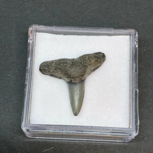 Hajtand Forstenet Fossil Fra Nordsøen