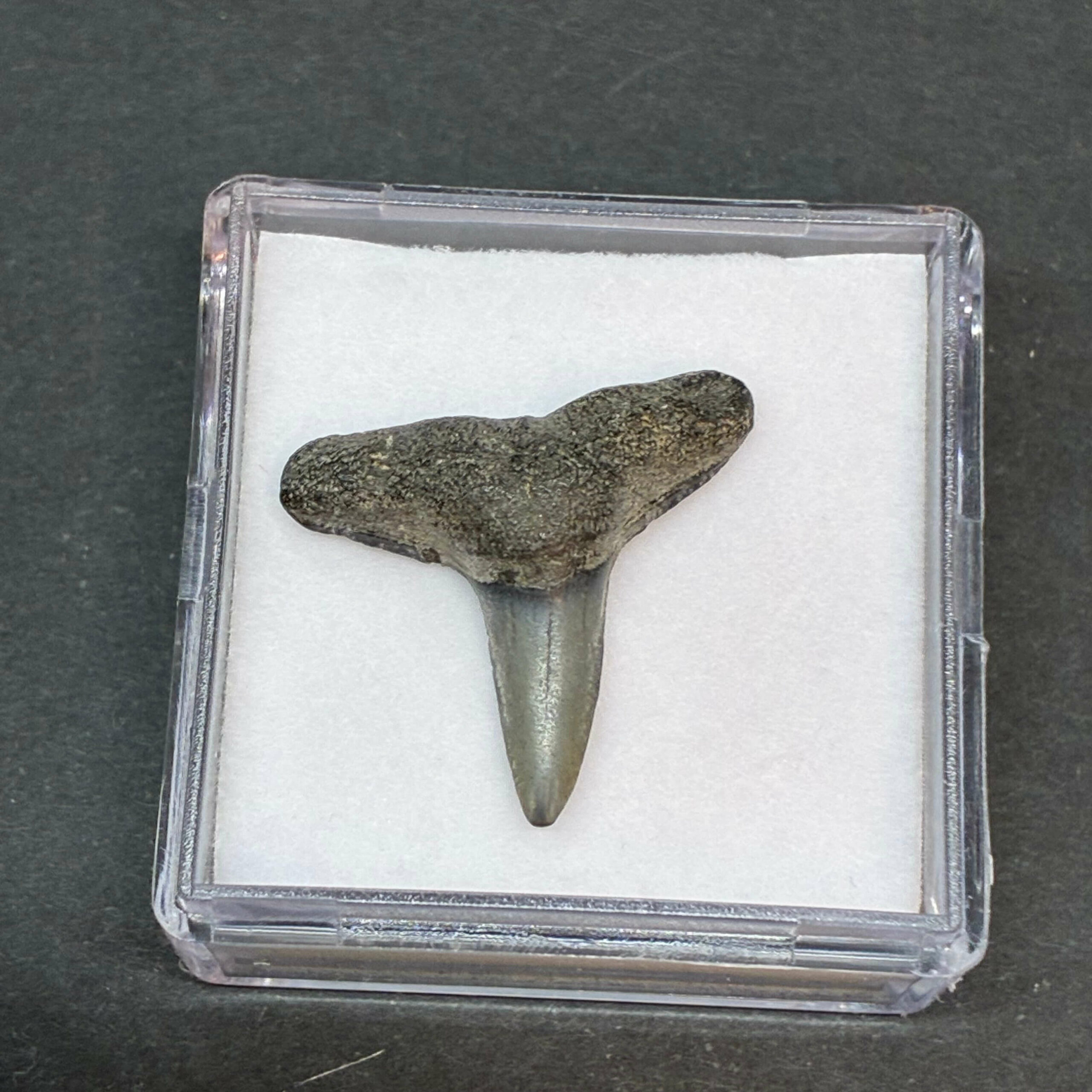 Hajtand Forstenet Fossil Fra Nordsøen